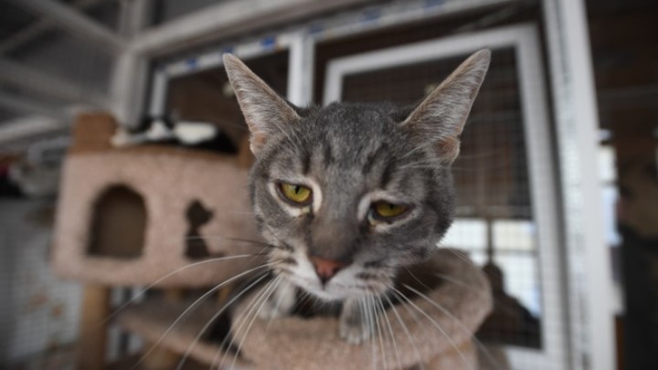 Мойтесь, как кошки: В Германии нашли странный способ борьбы с Россией