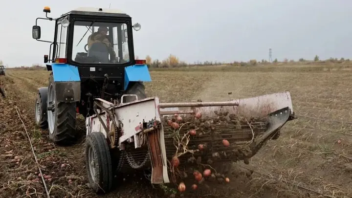 Свыше 20 тысяч тонн картофеля собрали аграрии Архангельской области