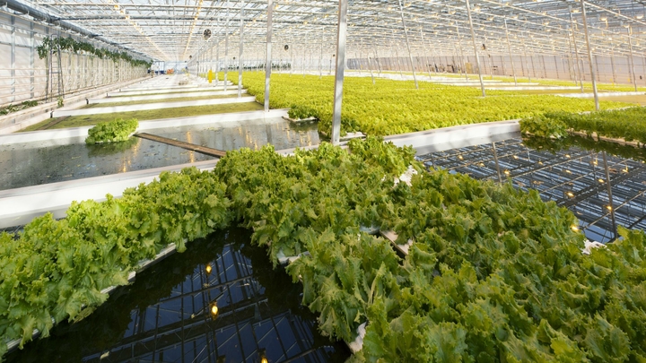 Этот продукт позволит избавиться от лишнего веса