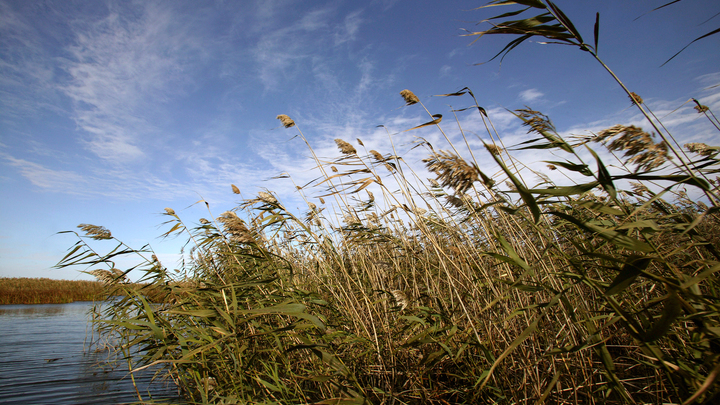 В Анапе сгорело поле камыша возле ж/д путей