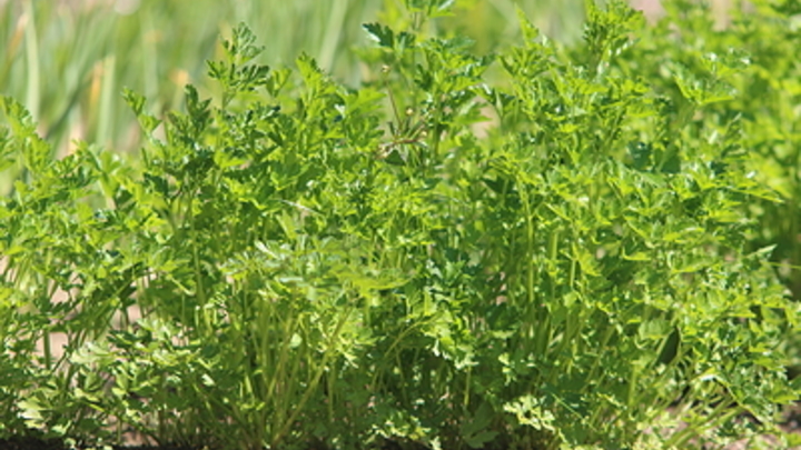 Доктор Продеус: Петрушка может довести человека до тромбоза
