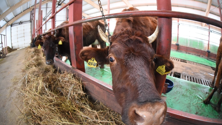 Онищенко объяснил, зачем в Новосибирской области уничтожают заражённый скот