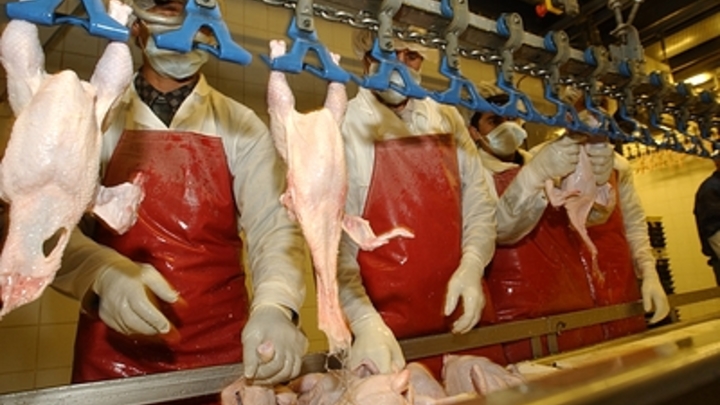 Среднеуральскую птицефабрику все-таки не закроют