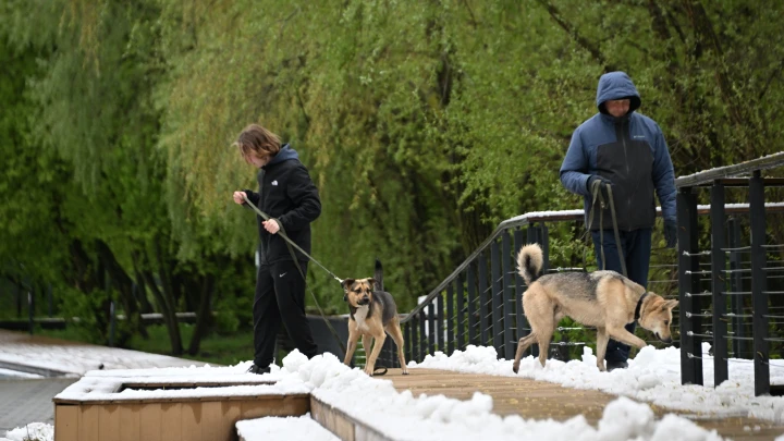 Погода сходит с ума. Выпал снег, и лучше не будет. Прогноз на неделю