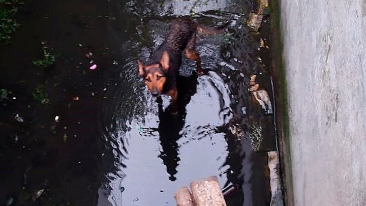 В Лабинске спасатели достали из ямы бродячую собаку