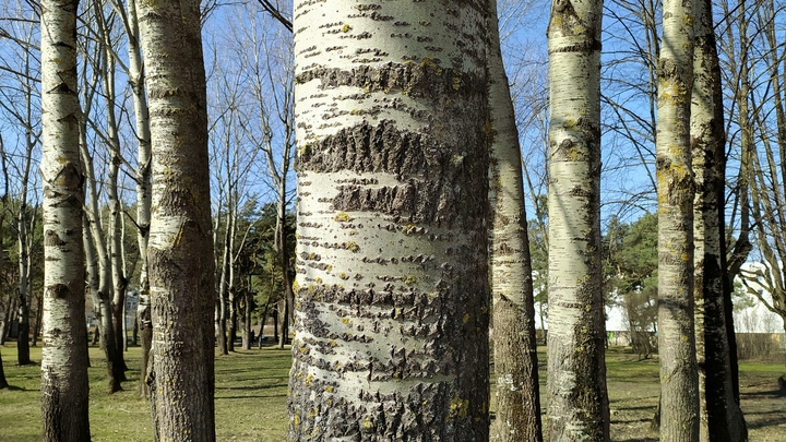 Акимовские школьники прослушали лекцию о предназначении лесов на планете