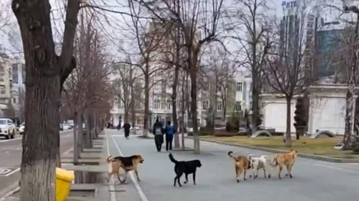 В Сочи на похороны бездомных животных направят 4 млн рублей