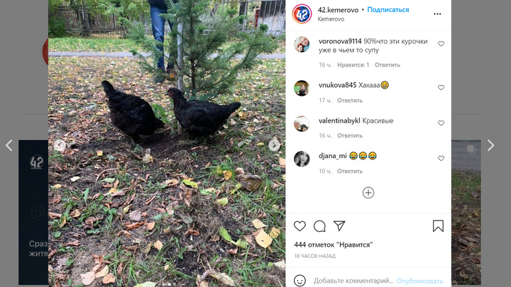 В центре Кемерова разгуливают красивые чёрные курицы