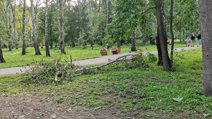 В Новосибирске из-за сильного ветра упали несколько деревьев в парке Берёзовая роща