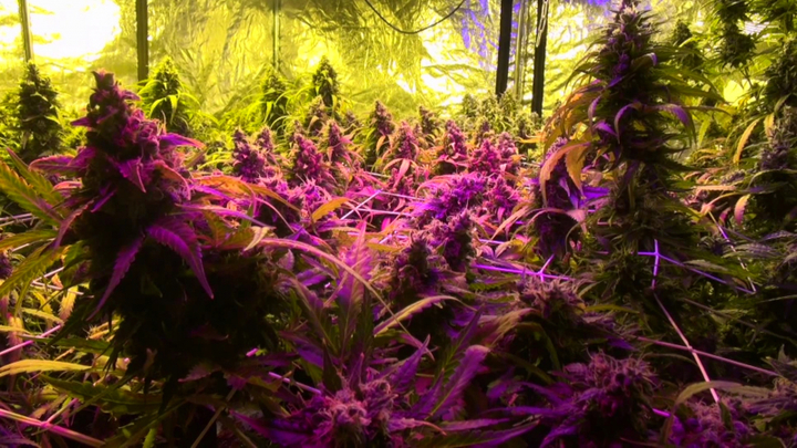 В Краснодаре уроженец Пермского края оборудовал в квартире теплицу для выращивания конопли