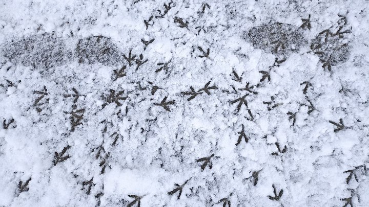 Дождь, мокрый снег и ветер ожидается в Забайкалье 2 мая