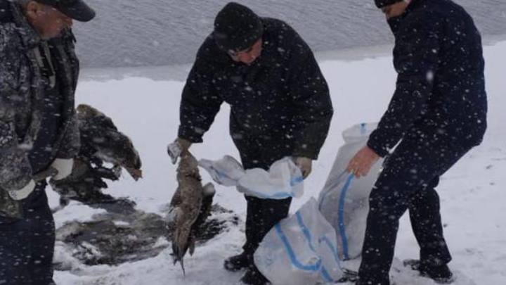 Прокуратура Адыгеи проверяет информацию о массовой гибели птиц