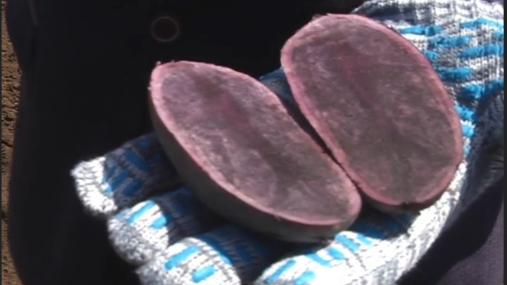 Фиолетовую картошку вырастили в Самарской области