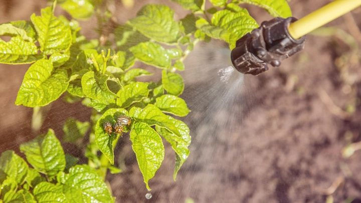 Посадите картофель, морковь и свёклу: лунный календарь огородника и садовода на 22 мая 2025