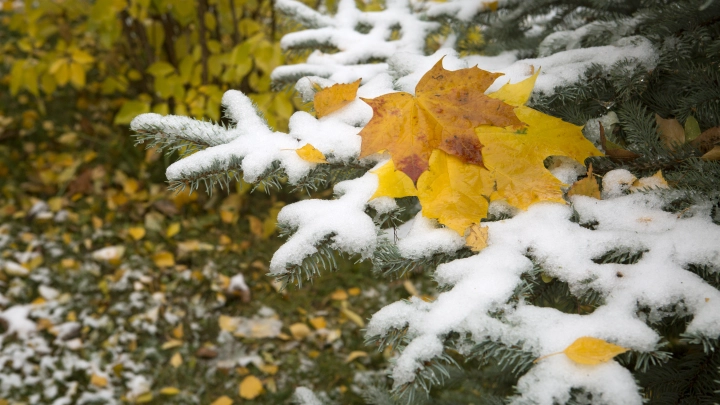 Погода чудит: Когда ждать первый снег в России? По прогнозам впереди аномалия