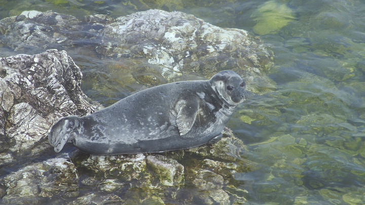 Выпускница детского сада нерп отправилась в свободное плавание: Опубликованы кадры, которые способны умилить каждого