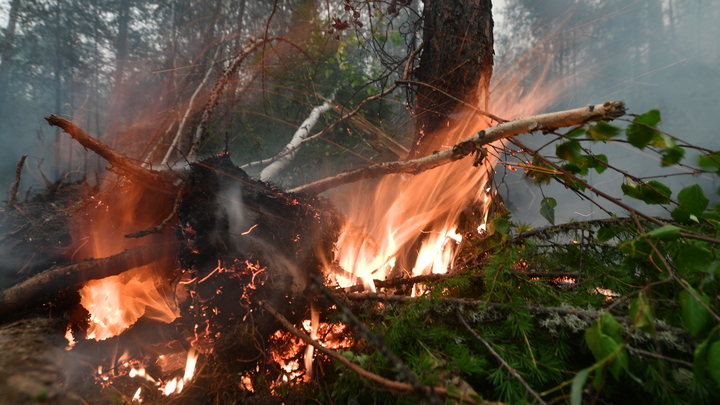 В Архипо-Осиповке загорелся лес возле Храпаковой щели
