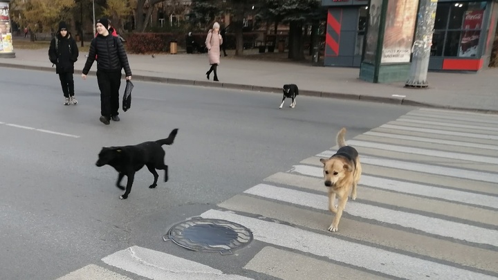 В пригороде Челябинска стая бездомных собак загрызла 9 кошек