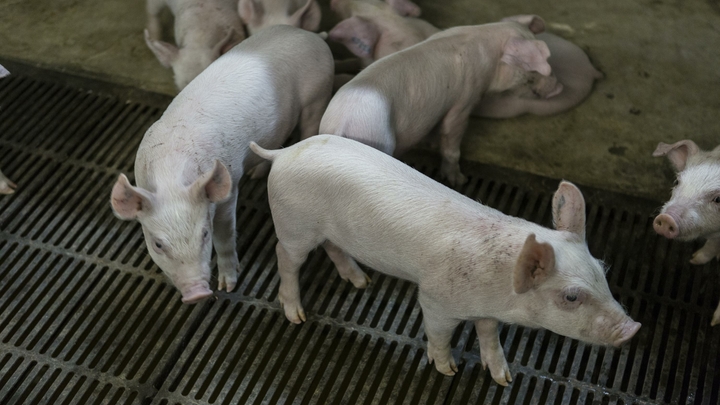 Названы животные, которые обладают недюжинным интеллектом