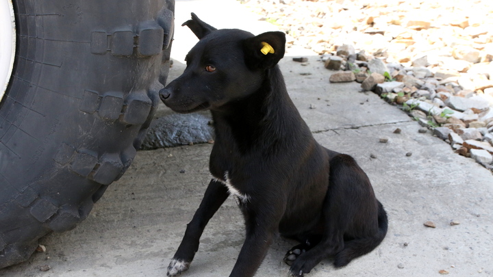 На Урале зоозащитники с сотого раза отмыли щенка, проваливавшегося в резервуар с гудроном