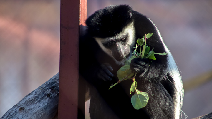 В НИЦ Гамалеи оценили шансы распространения оспы обезьян в России