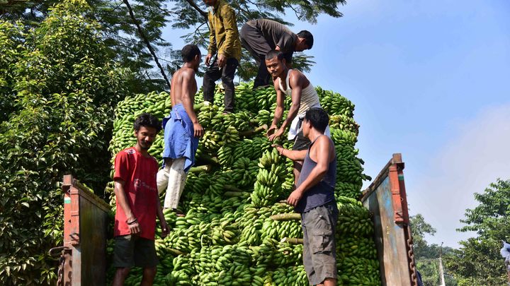 Бананы - те же, страна - другая? Чем грозит России отказ от эквадорского продукта