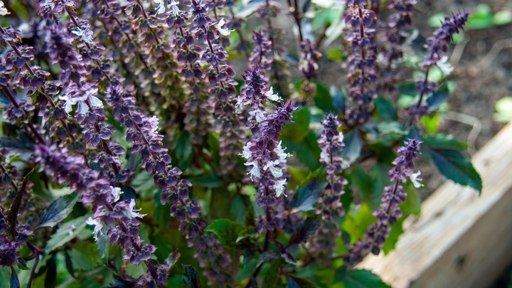 В ННГУ рассказали, какая трава избавит от стресса