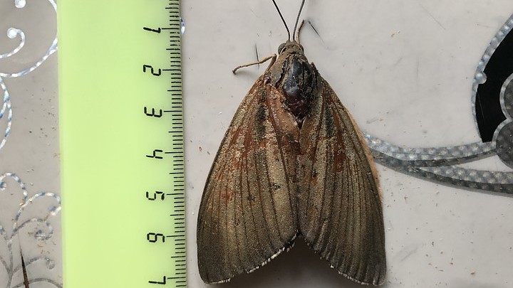 Хуже огневки: сочинским пальмам угрожает опасный вредитель