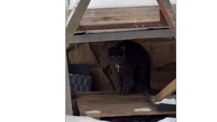 Ошейник с крестом на коте в Балашихе – невежество, заявил общественник Иванов