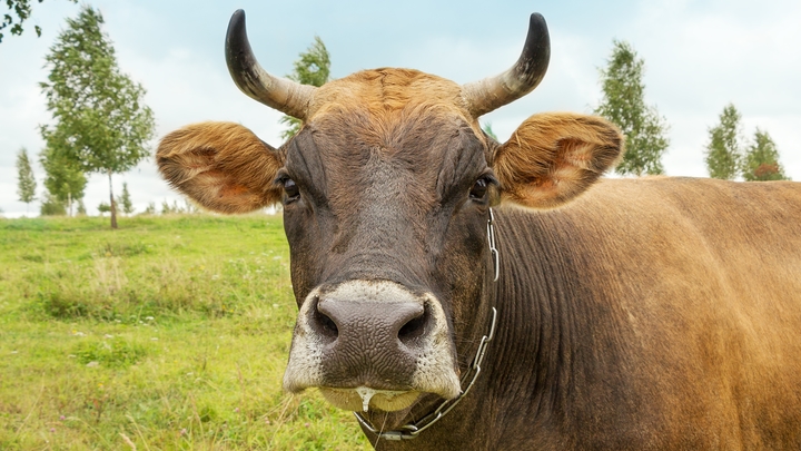 В Хабаровске разъярённая корова держит в страхе местных жителей
