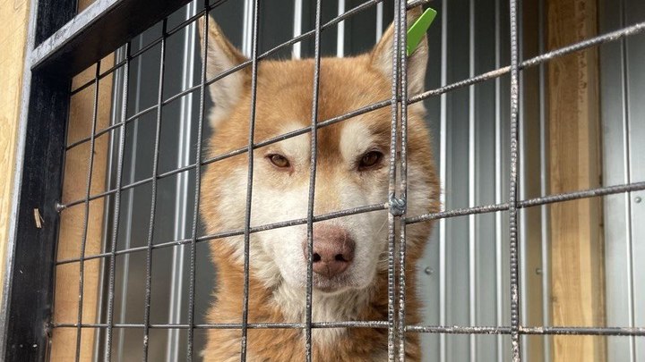 Глава Госветслужбы Лим призвал читинцев брать собак с приютов, а не улиц