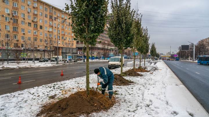 Почему в Москве деревья сажают зимой