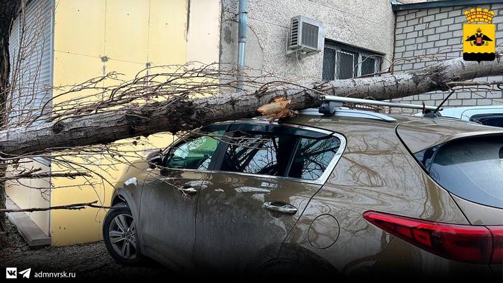 Последствия ураганного ветра: в Новороссийске и Геленджике норд-ост повалил 55 деревьев