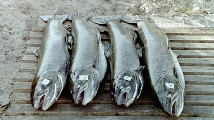 Что предсказывает рыба судного дня: Сенсацию расшифровал Шабалин, напомнив о сельдяном короле