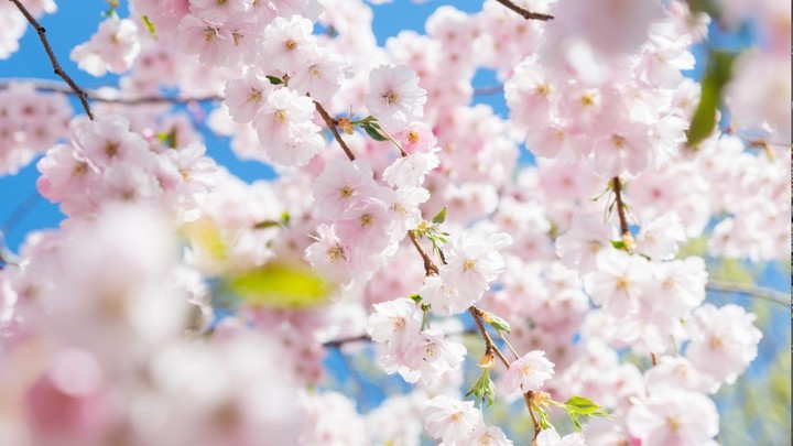 Яблоко по цене трёх кило в России и улицы без детей: Чем ещё удивляет русских Южная Корея?