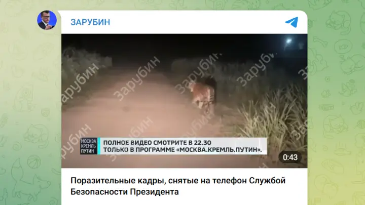 «Хозяин тайги»: тигр прошёлся перед машиной Путина в Приморье и попал на видео
