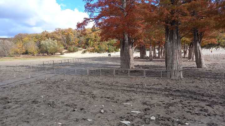 В Анапе туристы сломали забор и вытоптали корни кипарисов, обнажённых из-за обмеления озера