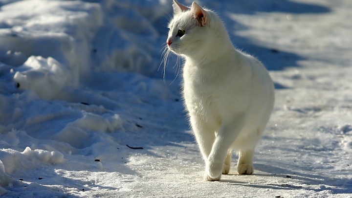 Изверг жил по соседству: В Таганроге полгода искали живодёра, зверски расправлявшегося с животными