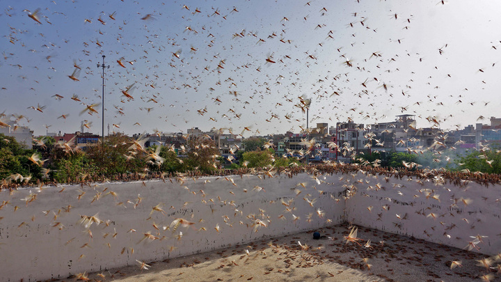 Якутия под ударом: Нашествие саранчи угрожает полям по всей России