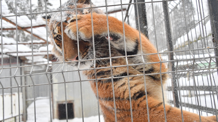Думали, медведь страшный? Это вы русского тигра не видели. Но теперь увидите