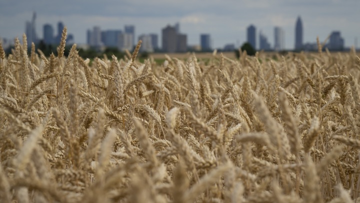 Украину ждёт голод. Фермер раскрыл тайну Зеленского