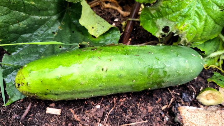 Лунный посевной календарь на 15 сентября 2023: что сажать сегодня, советы садоводам и огородникам