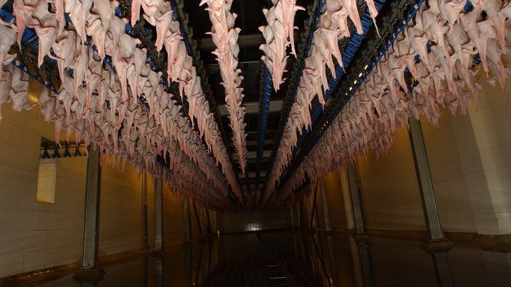 Следком заинтересовался законностью ликвидации дочки агрофирмы Равис