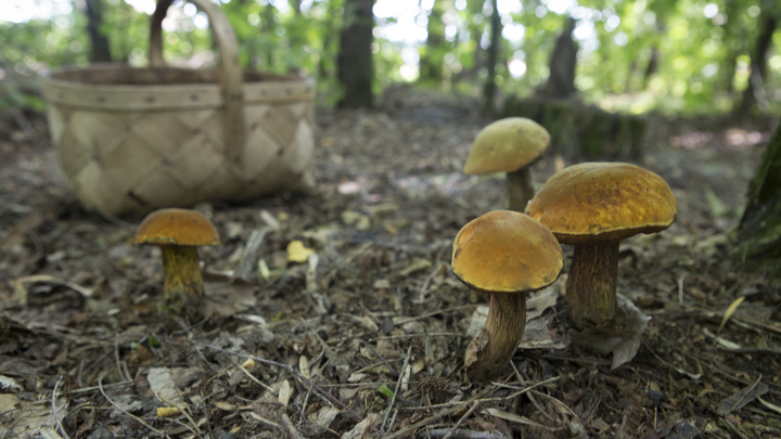 Жители Новосибирска и области поделились фото собранных после дождей грибов