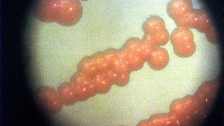 Доктор Мясников: до новой эпидемии осталось не больше пяти лет