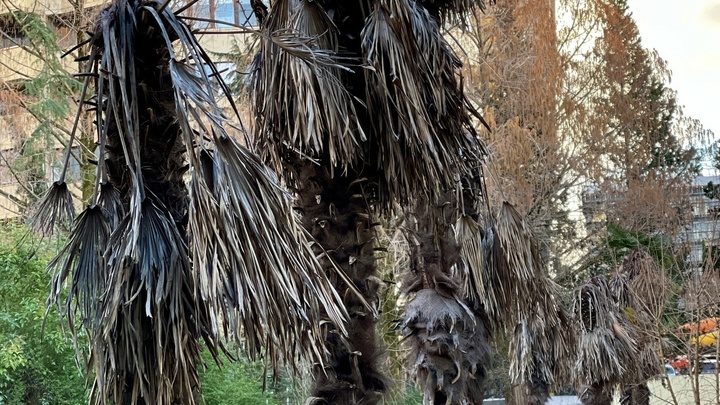 Жук-долгоносик уничтожил тысячу пальм в Сочи