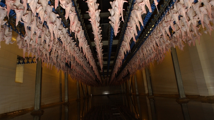 Куриное нашествие. Европа застонала из-за удара в спину от Украины