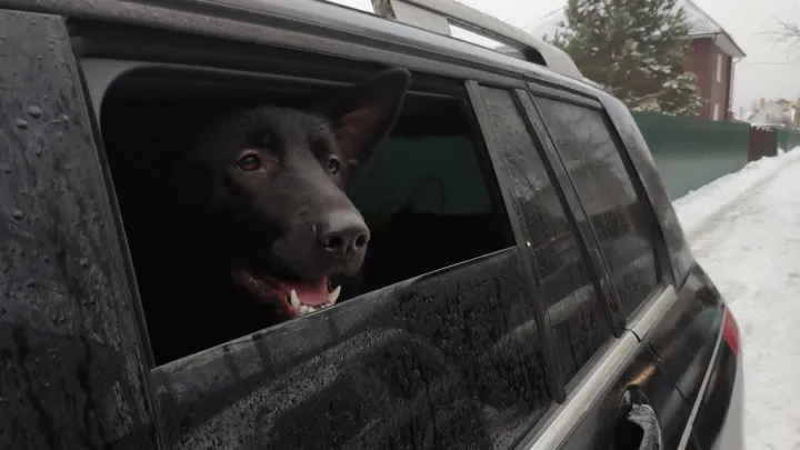 Автоледи оштрафовали за экстремистскую наклейку, принятую за собаку в машине