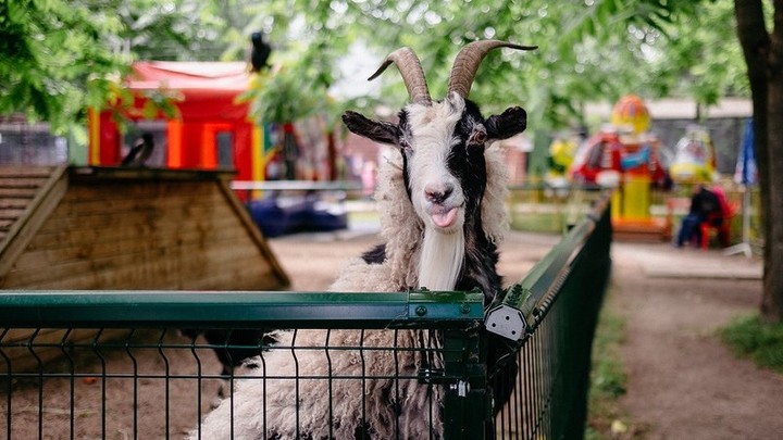 В Иванове обладателям особых фамилий зоопарк сделает скидку более 40% на билет