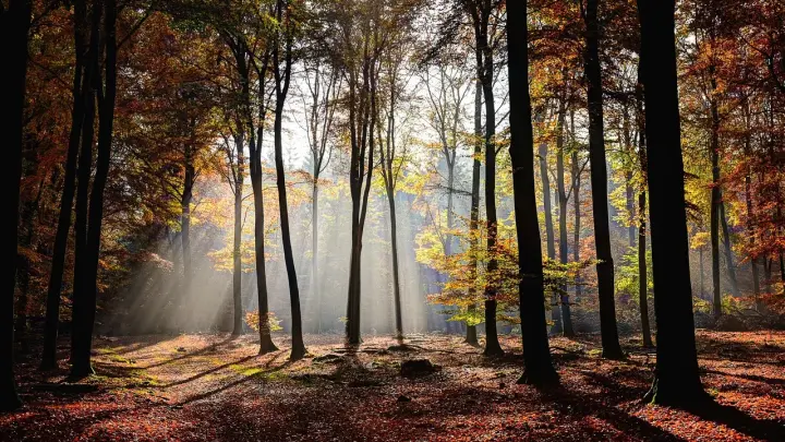 Вышел из общежития и больше не вернулся: Тело студента нашли в глухом лесу